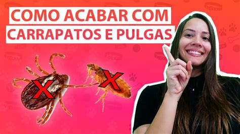 COMO ACABAR OS CARRAPATOS E PULGAS DO SEU CÃO YouTube