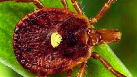 Know About This Dangerous Meat Allergy Related To Tick Bites What Is