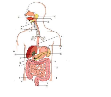 Advanced Biology Module Digestive System Diagram Quizlet