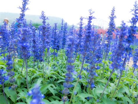 Blue Salvia Salvia Farinacea Flowers Blooming in the Garden Stock Photo ...