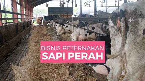 Berapa Jumlah Sapi Perah Yang Dibutuhkan Untuk Bisnis Peternakan Youtube