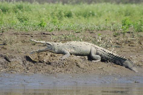 PALO VERDE NATIONAL PARK TOUR – Oxygen CR Travel