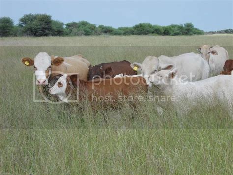 Farming in Botswana | CattleToday.com - Cattle, Cow & Ranching Community