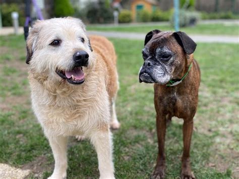 Adoption De Irene Caa Ind Finie Chien Boxer R Gion Hauts De France