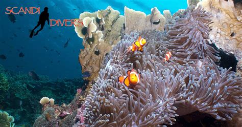 Puerto Galera Scuba Diving Photos | Scandi Divers Resort, Philippines