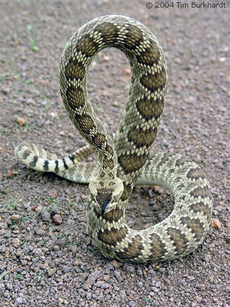 Northern Mohave Rattlesnake Crotalus Scutulatus Scutulatus