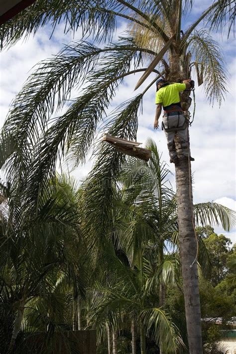 Cost To Cut Down A Palm Tree | palmtree