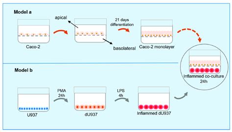 Schematic Representation Of Intestinal Barrier And Intestinal Download Scientific Diagram