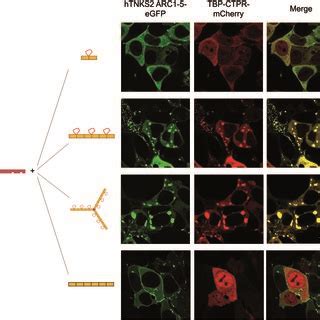 Fluorescence Microscopy Of HEK293T Cells Co Transfected With