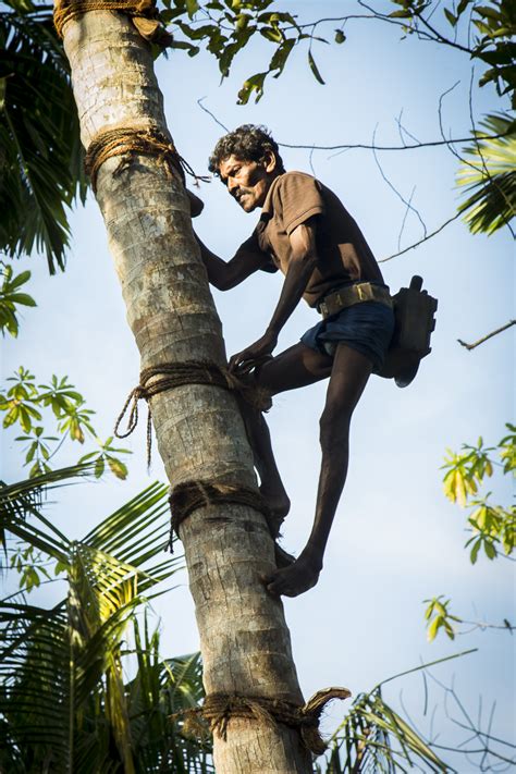 Toddy Tapping, a Traditional Sri Lankan Job, Faces Extinction