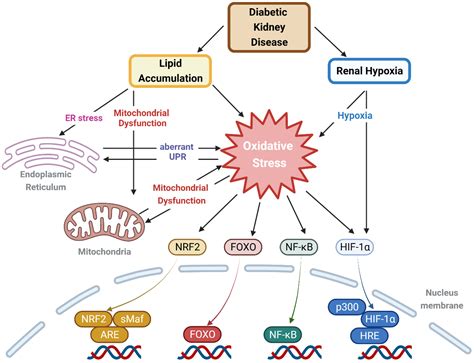 Antioxidants Free Full Text Oxidative Stress Induced By