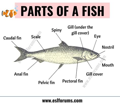 Animal Anatomy: A Big Lesson of Animal Body Parts with ESL Pictures ...