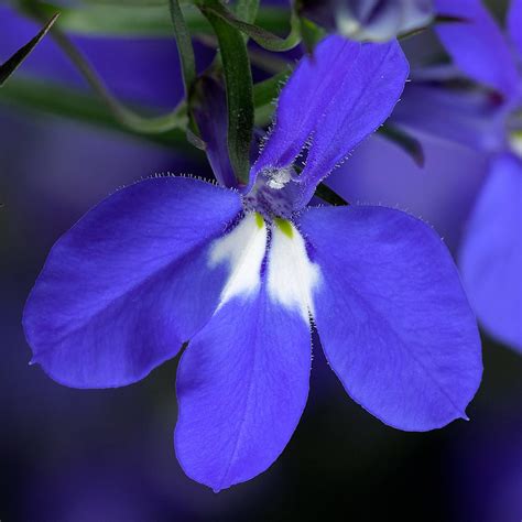 Lobelia - Techno Upright Dark Blue - Milaegers