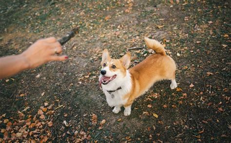 The Science Behind Your Dog's Wagging Tail - Kinpurpetcare