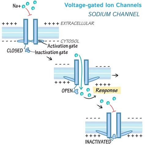 Voltage-gated Ion Channels - Cell Biology Flashcards | ditki medical ...