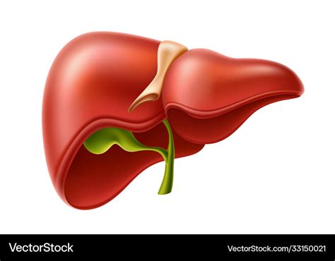 Human Liver Anatomy Structure D Icon Royalty Free Vector