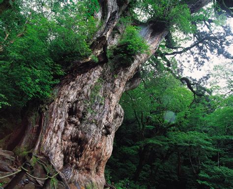 屋久島 縄文杉｜写真｜ライブラリ｜九州観光機構 Kyushu Online Media Center