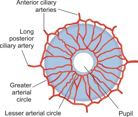 Visual Anatomy