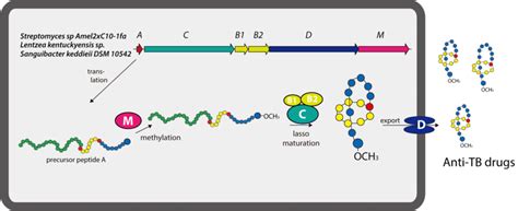 Proposed Schematic Of Methylated Lasso Peptide Biosynthesis Precursor