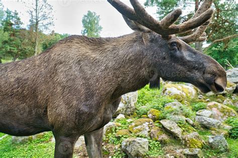 Moose with antlers in Scandinavia. King of the forests in Sweden ...