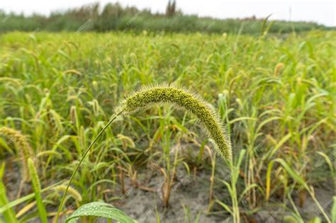 Premium Photo Italian Millet A Closeup Shot Of Foxtail Millet Plants