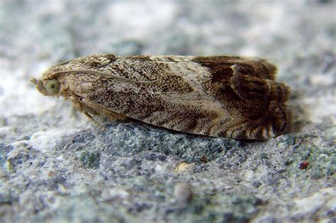 Common Garden Micro Moth Identification