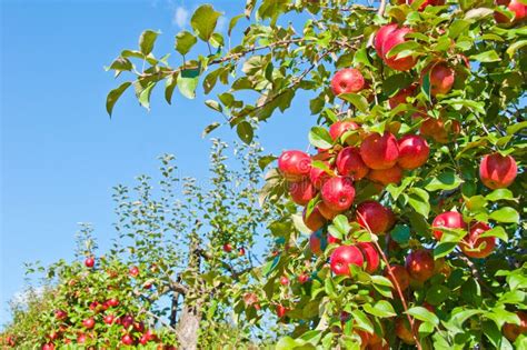 Apple Tree Stock Image Image Of Fruit Picking Ripe 16327363