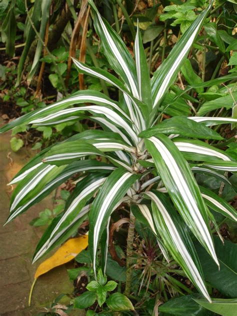 Aprende Todo Sobre La Dr Cena Planta Ideal Para Tu Hogar