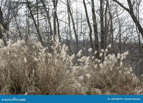 Tall brown grass in winter stock photo. Image of tall - 134238676