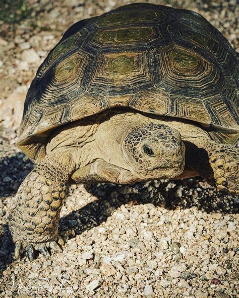 Sonoran Desert Tortoise Gopherus Morafkai Are Native To Flickr