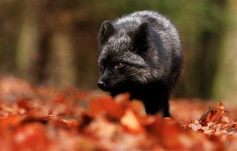 Fox In Autumn Wallpapers - Wallpaper Cave