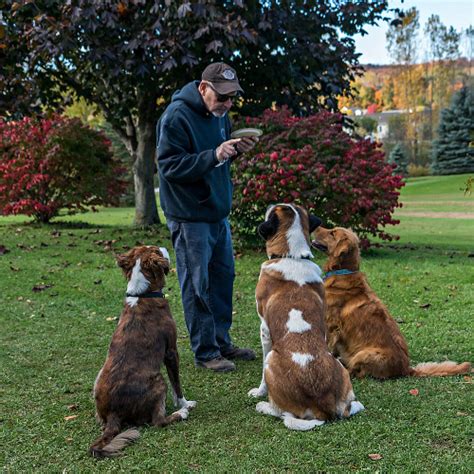 Comment Dresser Un Chien