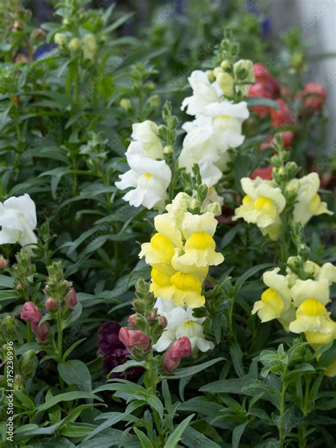 Fotka Antirrhinum majus Großes Löwenmaul oder Garten Löwenmaul mit