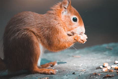 Close-up View of a Cute Red Squirrel Eating Hazelnuts on the Stone ...