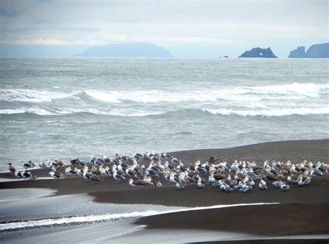 The Pacific Ocean Wave Beach - Free photo on Pixabay - Pixabay