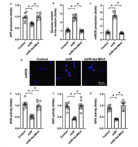 Mitofusin Mfn Overexpression Promotes Energy Metabolism And