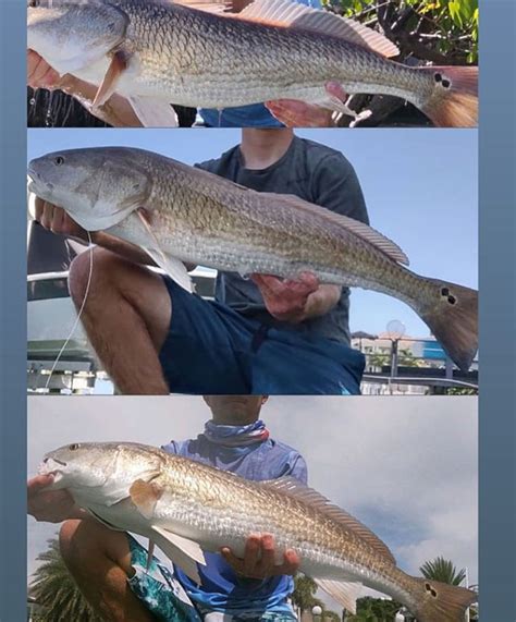 How To Catch Redfish A Complete Guide Wish Upon A Fish