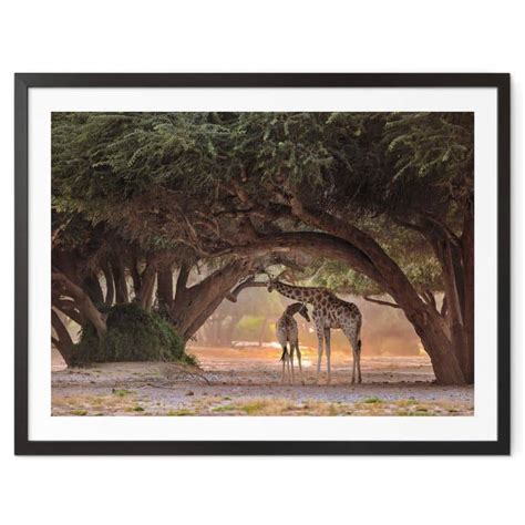 Poster D Amico Zwei Giraffen In Namibias Savanne Wall Art De