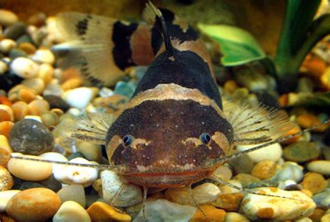 Asian Bumblebee Catfish Care 101 Size Lifespan Food And Tank Mates