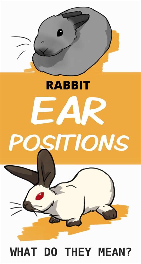 All About Rabbit Ear Positions And What They Mean Rabbit Behavior