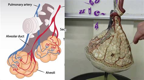 alveoli lung anatomy practical exam model review - YouTube