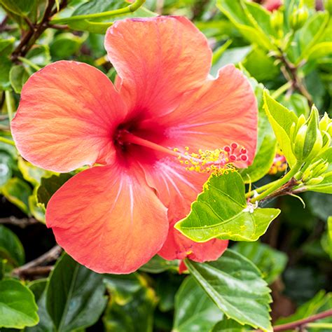 Hibiskus Ogrodowy W Doniczce Instrukcje Sadzenia I Najlepsze Odmiany