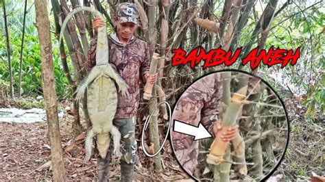 Berburu Biawak Rawa Enceng Menemukan Bambu Misterius YouTube