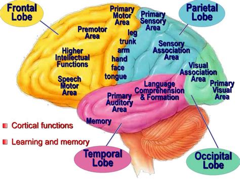 PPT - Cerebral Cortex, Intellectual Functions of the Brain, Learning ...