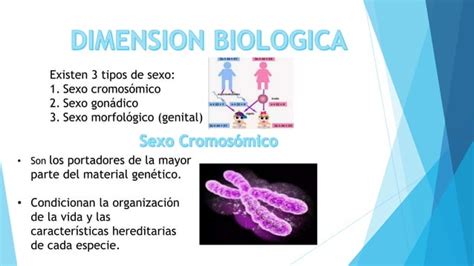 La Biología De La Sexualidad Es De Importancia Ppt