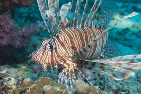 Scorpionfish Common Lionfish Pterois Miles Southern Thailand