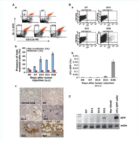 Gr 1 CD11b Myeloid Cells Tip The Balance Of Immune Protection To Tumor