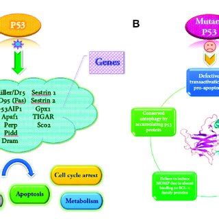 schematic structure  tp    domains mutations