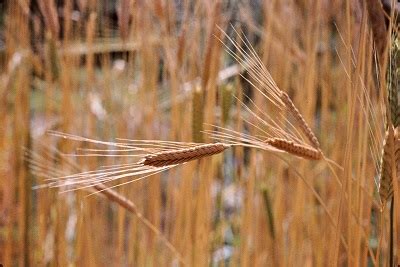 Triticum Monococcum Einkorn Wheat