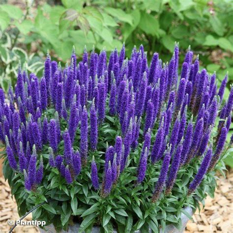 Veronica spicata Royal Candles Véronique en épis Jardin violet